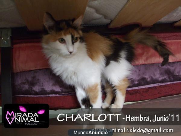 Gatita CHARLOTT busca hogar - 5 meses pelo largo cruce persa