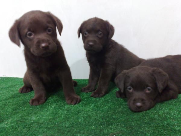 labradores retriever chocolates loe