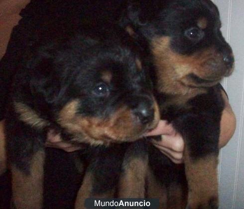 regalo Rottweiler cachorros