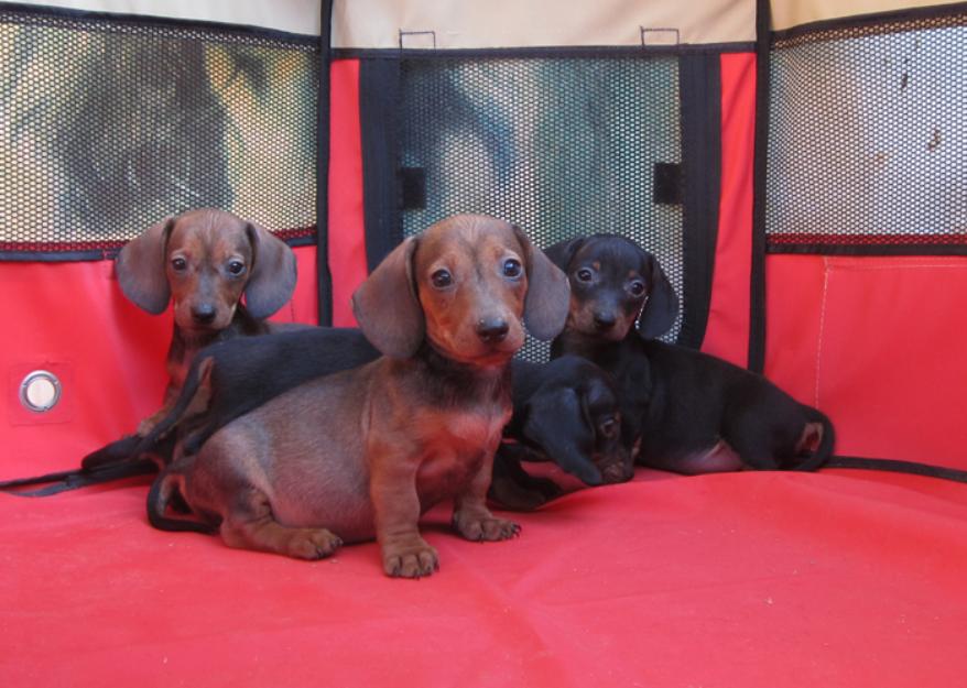 Teckels cachorros de pelo corto y pelo duro en oferta