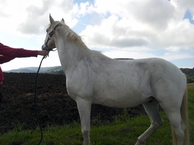 Caballo hispano árabe precioso