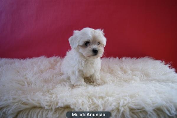 Bichon maltes, preciosos cachorritos