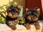 Buena Yorkshire terrier cachorros 130 - mejor precio | unprecio.es