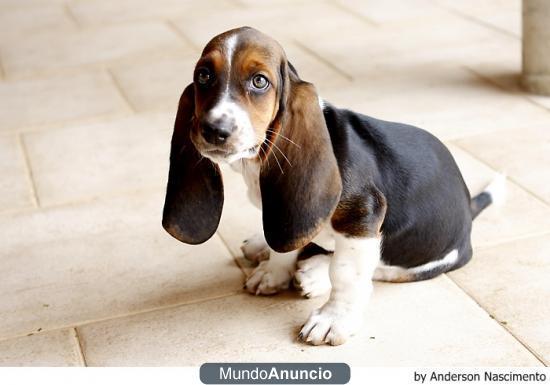 cachorros de basset hound