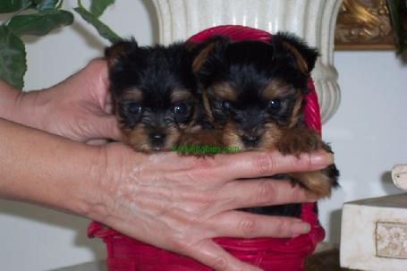 Cachorros de Navidad yorkie listo