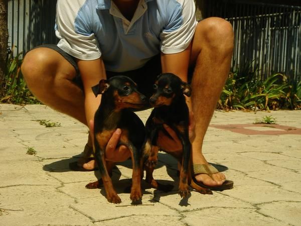 CACHORROS DE PINSCHER MINI 450