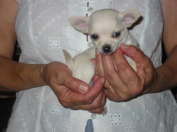 Chihuahua hembra blanca,dos meses, pedigree,1200 Eur.