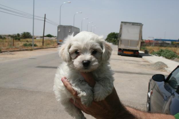 Excelentes cachorritos minis de maltes