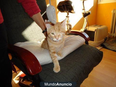 gatito 5 meses Madrid