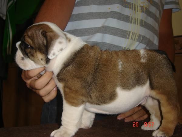 IMPRESIONATE CACHORRO DE BULLDGO INGLES