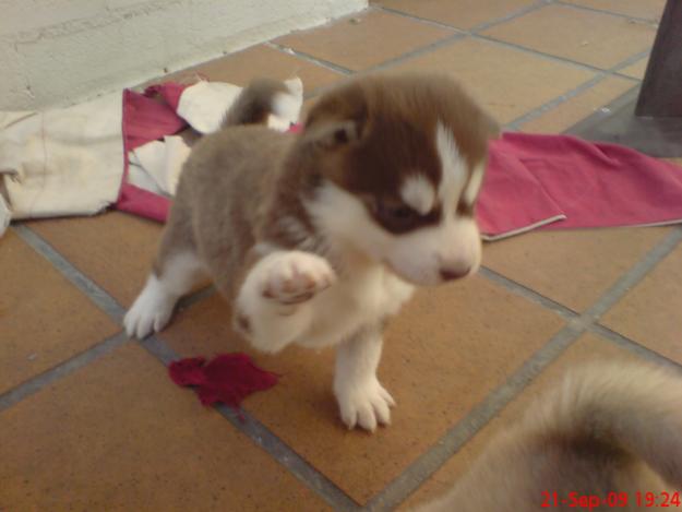 Preciosos cachorros de Huski con Pedigree