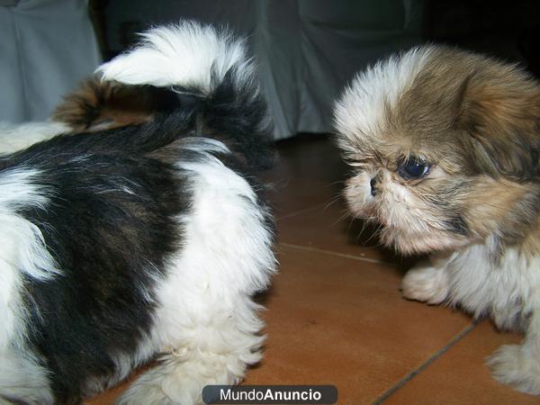 shih tzu. camada disponible.