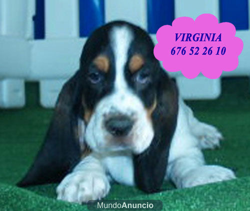 Basset hound, dos meses y a buen precio  Oviedo - Asturias