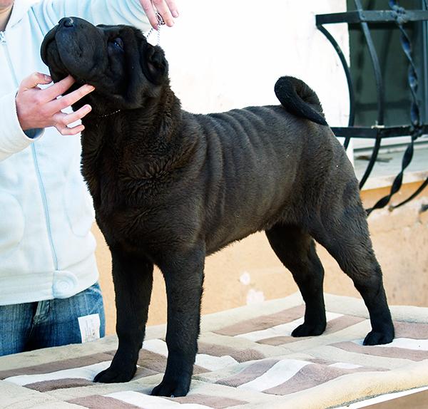 Cachorro de Shar Pei