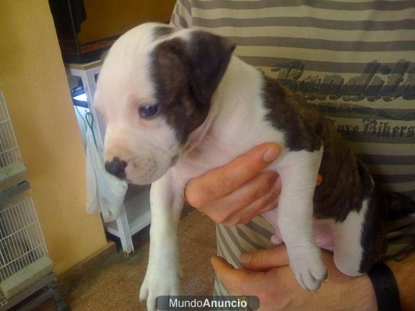 CACHORROS DE AMERICAN STANFORD A BUEN PRECIO