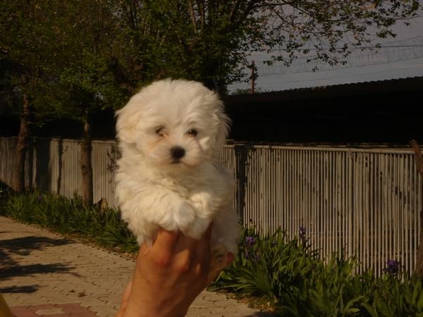 CACHORROS DE BICHON MALTES 550