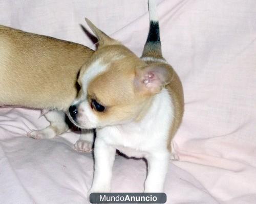 Chihuahua cachorros