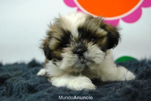 Encatadores Shihtzu Ideales para Piso www.animalflower.es