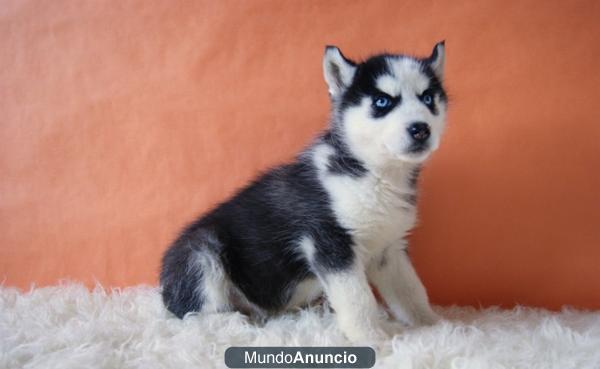 Husky Siberiano cachorros de raza con pedigree