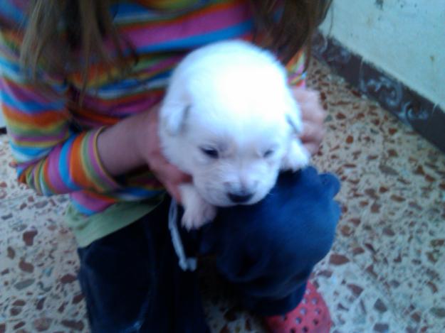 labrador blancos con 40 dias es calidad a buen precio