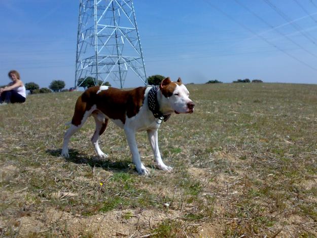 pitbull para montas