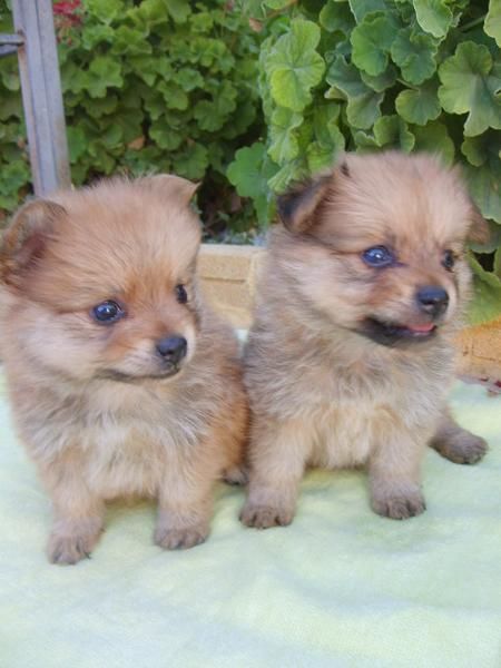 POMERANIA CON PEDIGREE ECONOMICOS