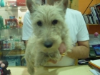 scottish terrier - mejor precio | unprecio.es