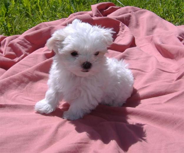 Se venden cachorros bichon maltes pura raza