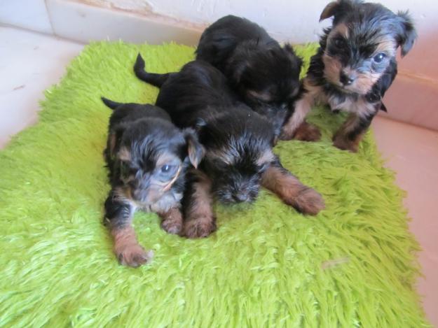 vendo cachorritos yorkshire terrier