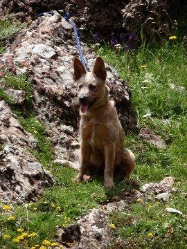 Vendo preciosa Cachorra Australian Cattle Dog