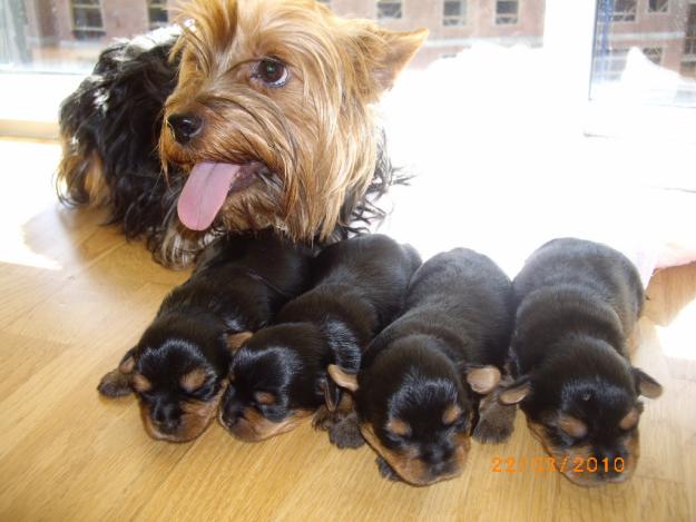 VENTA DE CACHORROS YORKSHIRE TERRIER EXCELENTE PEDIGREE