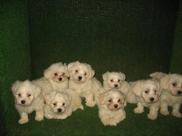 BICHON MALTES 280 euros excelentes