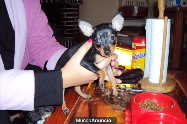 CACHORROS DE RATON DE PRAGA