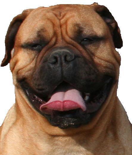 excelentes bullmastiff