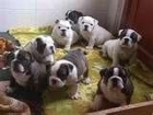 excelentes cachorros de bulldog ingles, machos y hembras.740 - mejor precio | unprecio.es