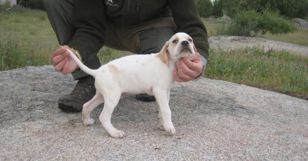 Pointer. Excelentes cachorros con Pedigree de Campeones. 300€