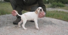 Pointer. Excelentes cachorros con Pedigree de Campeones. 300€ - mejor precio | unprecio.es