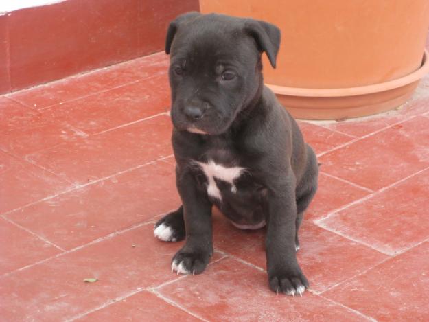 SE VENDEN CACHORROS AMERICAN STANFORD