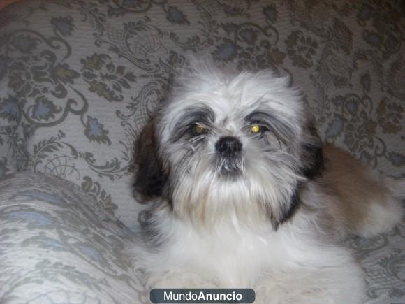 VENDO PERRITO SHIH-ZUT MACHO DE 5 MESES VACUNADO