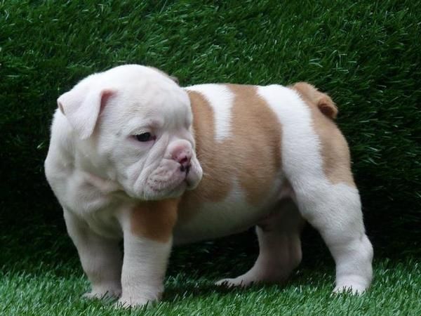 Bulldog Inglés cachorros