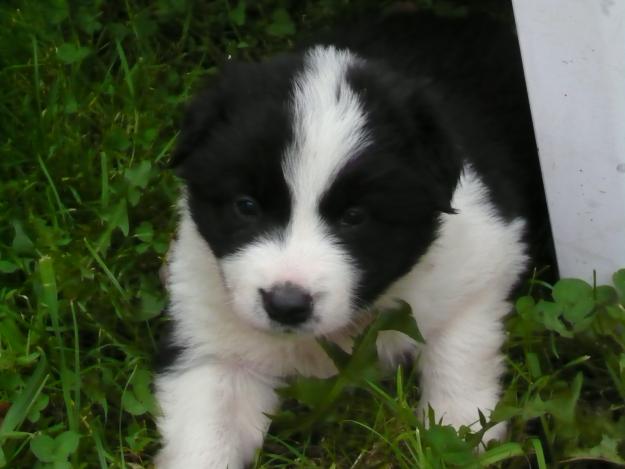 CACHORRO BORDER COLLIE