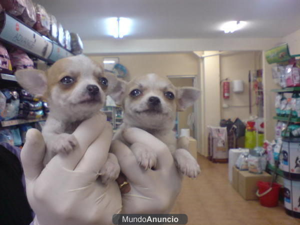 CACHORROS DE CHIHUAHUA, 650 EUROS