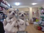 CACHORROS DE CHIHUAHUA, 650 EUROS - mejor precio | unprecio.es