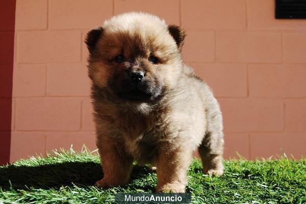 Chow Chow cachorros listos para entregar