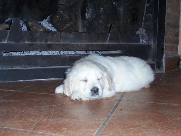 Golden Retriever .Excelente calidad/precio.