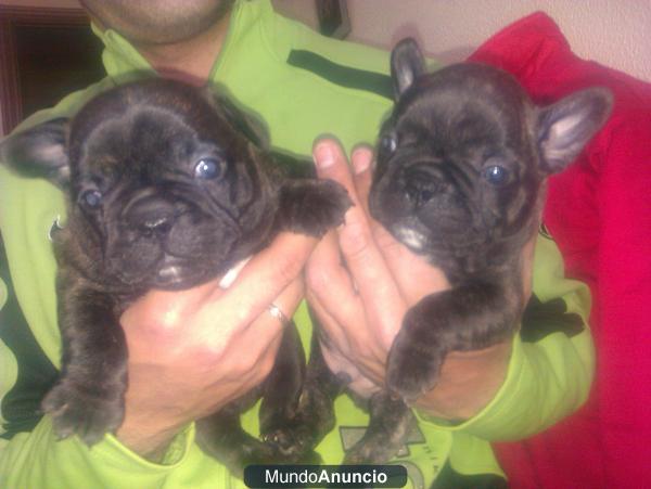 oferton camada bulldogs 250 euros cada uno