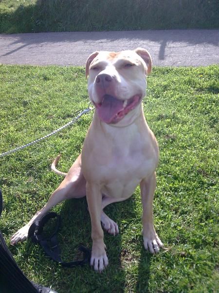 Regalo Hembra Pit Bull Red Nose con American Standfor