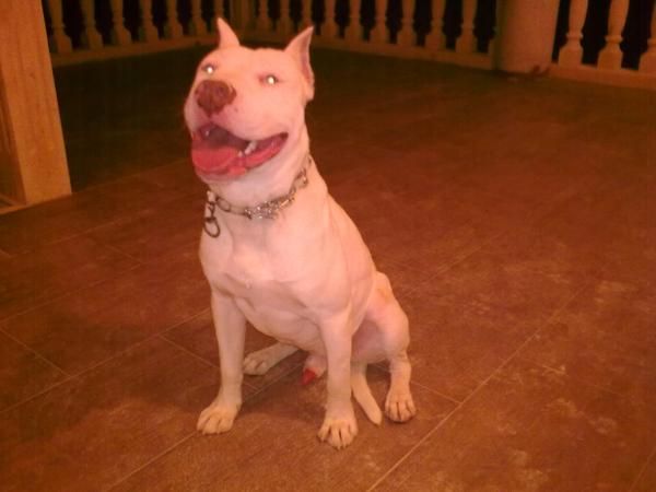 se vende camda de pitbull