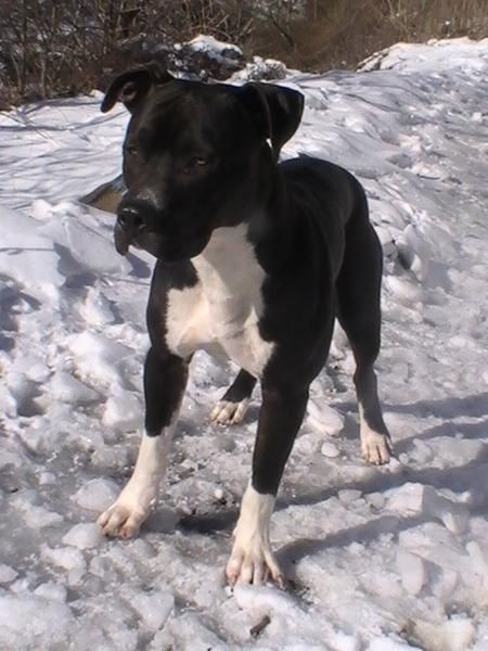 American Staffordshire para monta