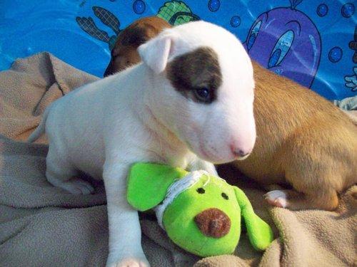 bull terrier miniatura DISPONIBLES PARA MONTAS